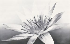 negra white inserto flower 25x40